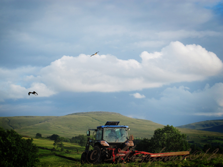 red kites over tractor
