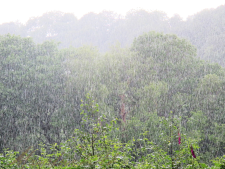raining in Ystradfelte forest