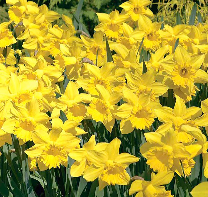 daffodil bulbs offer