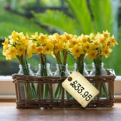 Mothering Sunday Gift Ideas – Perfect little bottles filled with narcissus