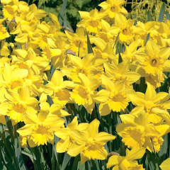 Spotted! 100 Daffodil Bulbs for under £9!