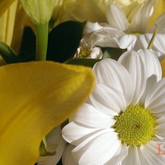 A dose of sunshine AND Debenhams Flowers discount code 25% for Mother’s Day!