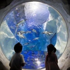 Gear up for a fun filled and adventurous August bank holiday weekend at The National Sea Life Centre Birmingham